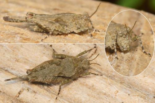 Paratettix meridionalis
